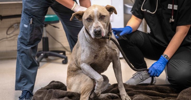 California rescue groups open their doors to animals, some with burns and other injuries