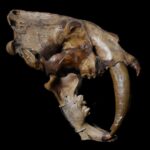 Why sabre-toothed animals progressed once again and once again