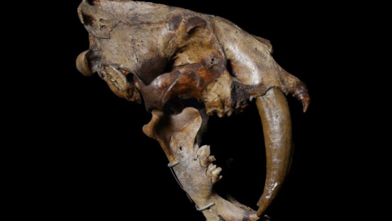 Why sabre-toothed animals progressed once again and once again