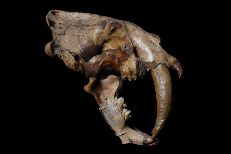 Why sabre-toothed animals progressed once again and once again