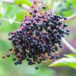 Research Study: Anthocyanin-Dense Elderberry Juice May Be Potent Tool for Weight Management