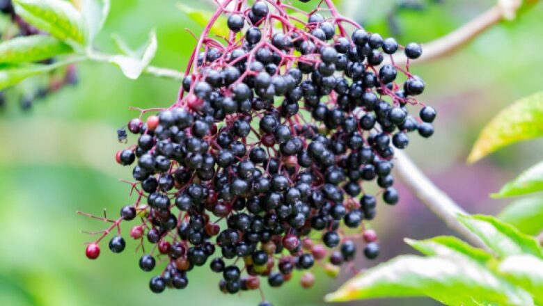 Research Study: Anthocyanin-Dense Elderberry Juice May Be Potent Tool for Weight Management