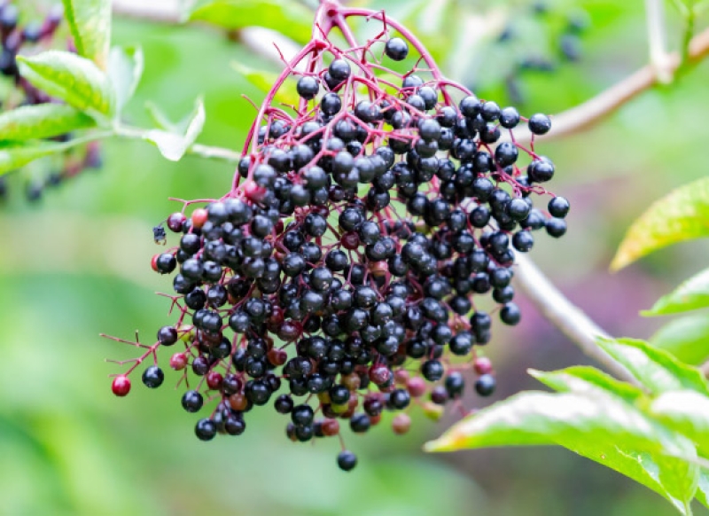 Research Study: Anthocyanin-Dense Elderberry Juice May Be Potent Tool for Weight Management