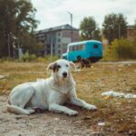 Chornobyl Dogs Have Genetic Differences however Not From Disaster Mutations