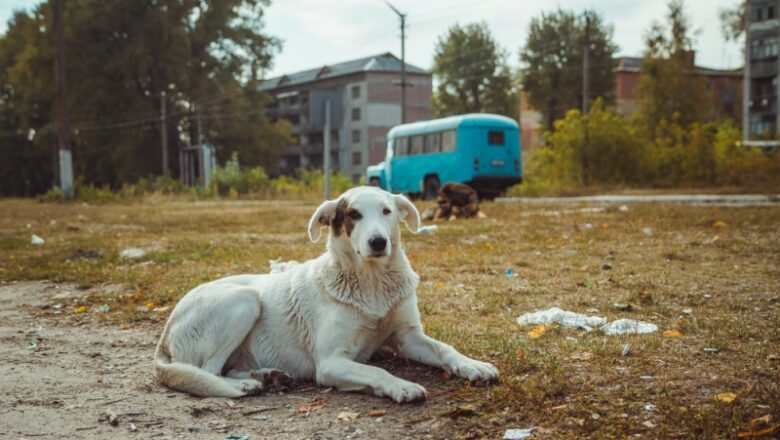 Chornobyl Dogs Have Genetic Differences however Not From Disaster Mutations