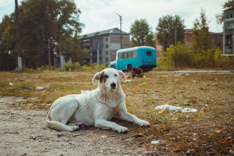 Chornobyl Dogs Have Genetic Differences however Not From Disaster Mutations