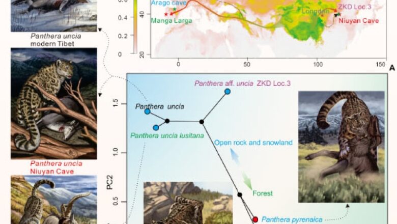 Snow Leopards Dispersed Out of Tibetan Plateau Multiple Times, Researchers Say