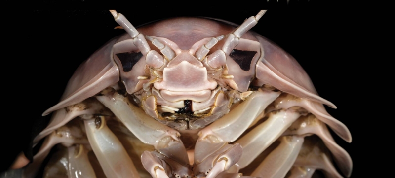 This horrifyingly huge brand-new sea bug that was simply found is pure headache fuel