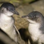 When penguins divorce, the entire nest is affected