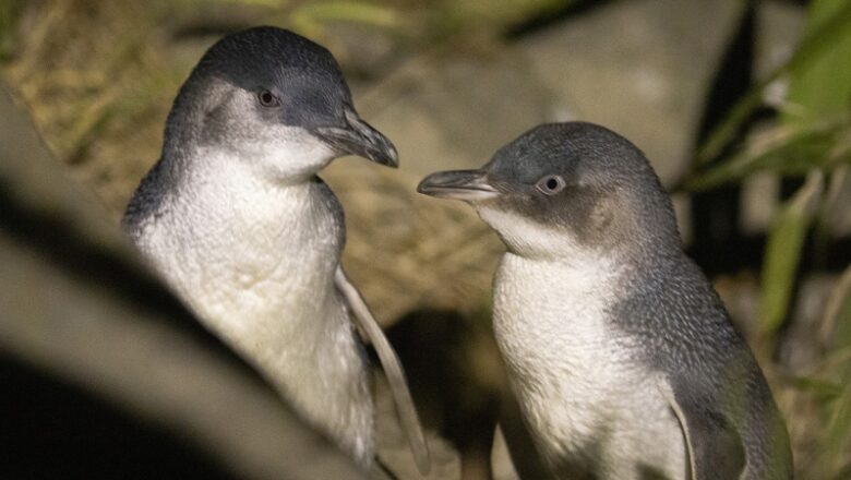 When penguins divorce, the entire nest is affected