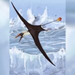 ‘Sexy’ pterosaur tail ought to have been problem for flying. How did it work?