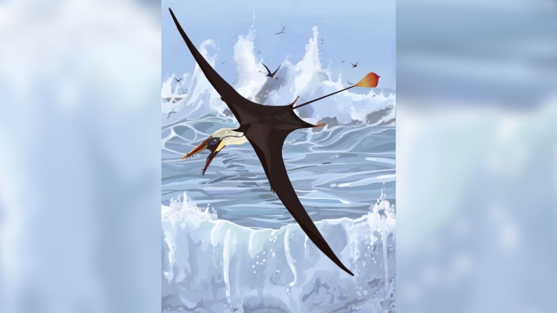 ‘Sexy’ pterosaur tail ought to have been problem for flying. How did it work?