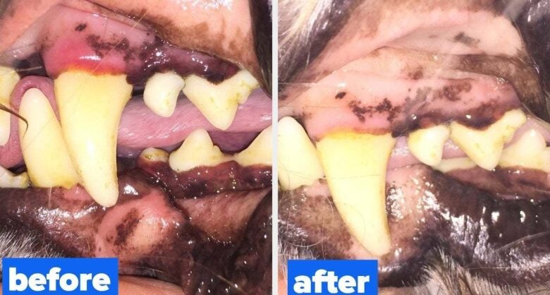 18 Products With Before-And-After Photos That Anyone With A Dog Should Probably See