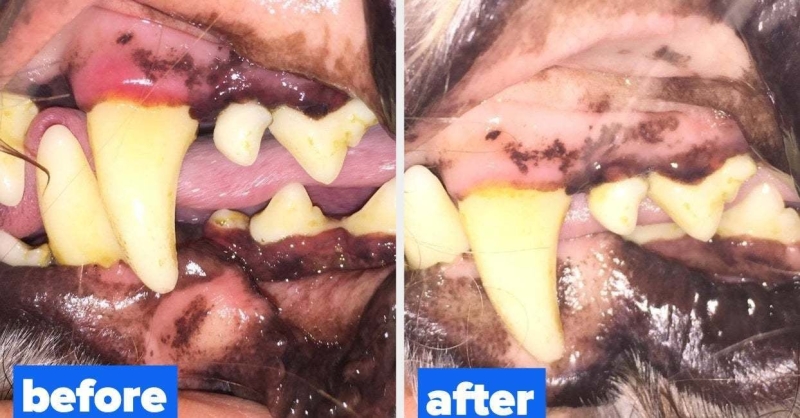 18 Products With Before-And-After Photos That Anyone With A Dog Should Probably See