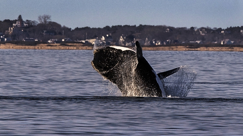 Biden administration quits on lower ocean speed limitations to safeguard best whales