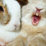 Bunnies might consume their own teeth to improve their calcium consumption