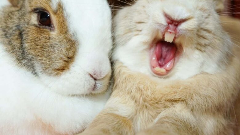 Bunnies might consume their own teeth to improve their calcium consumption