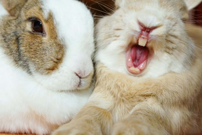 Bunnies might consume their own teeth to improve their calcium consumption